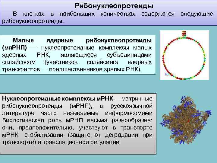 Рибонуклеопротеиды В клетках в наибольших количествах содержатся следующие рибонуклеопротеиды: Малые ядерные рибонуклеопротеиды (мя. РНП)