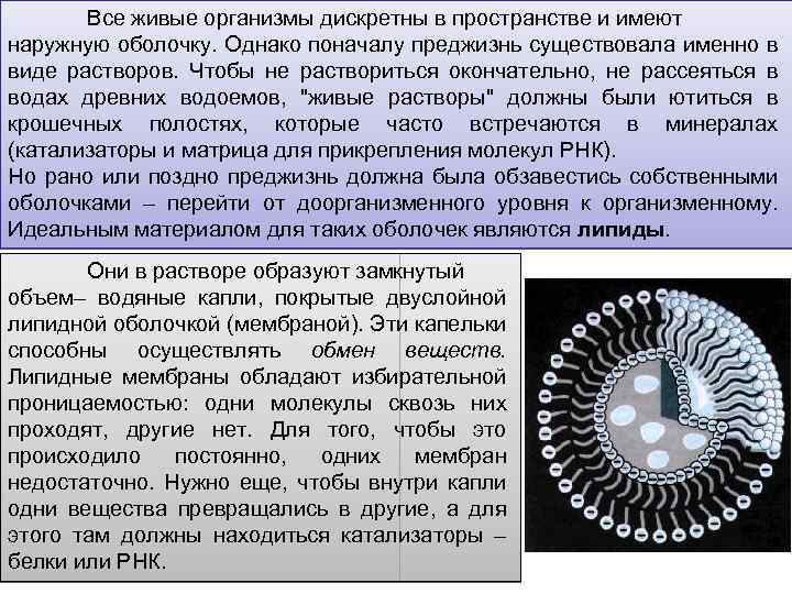 Все живые организмы дискретны в пространстве и имеют наружную оболочку. Однако поначалу преджизнь существовала