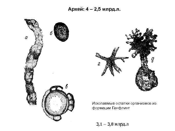 Архей: 4 – 2, 5 млрд. л. Ископаемые остатки организмов из формации Ганфлинт 3,