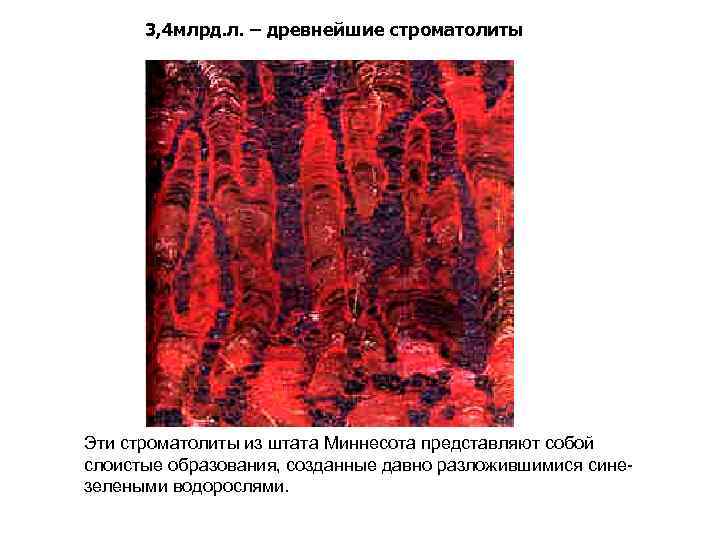 3, 4 млрд. л. – древнейшие строматолиты Эти строматолиты из штата Миннесота представляют собой