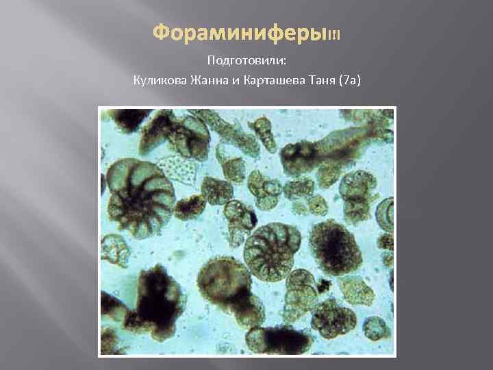 Фораминиферы!!! Подготовили: Куликова Жанна и Карташева Таня (7 а) 