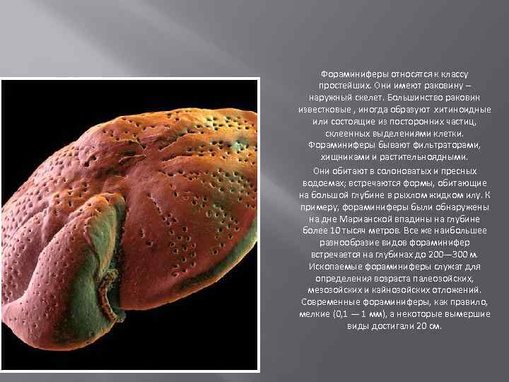 Фораминиферы относятся к классу простейших. Они имеют раковину – наружный скелет. Большинство раковин известковые