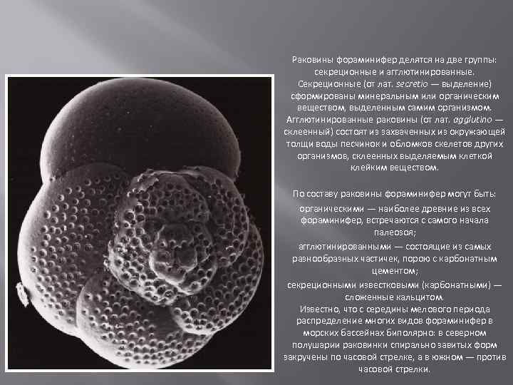 Раковины фораминифер делятся на две группы: секреционные и агглютинированные. Секреционные (от лат. secretio —