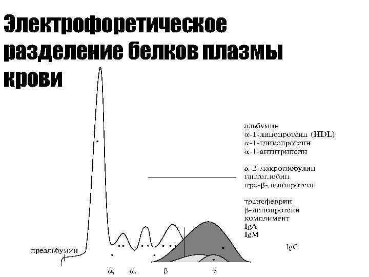 Электрофоретическое разделение белков плазмы крови 