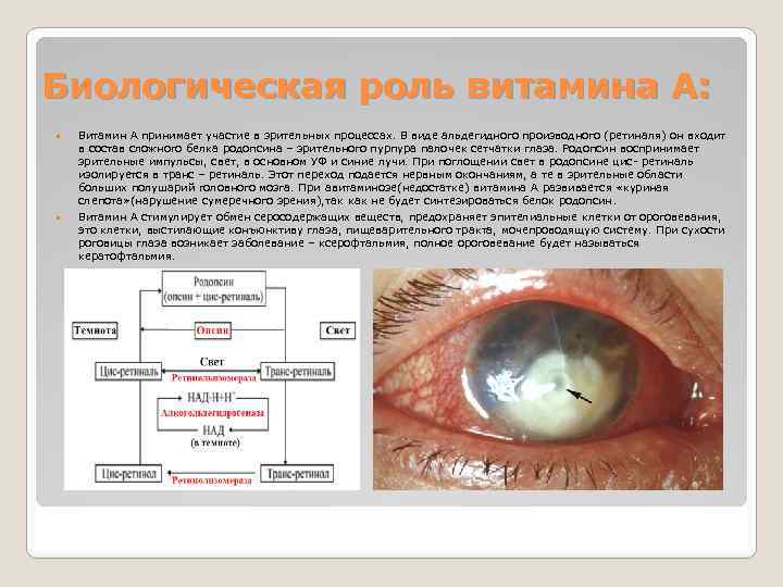 Биологическая роль витамина А: Витамин А принимает участие в зрительных процессах. В виде альдегидного