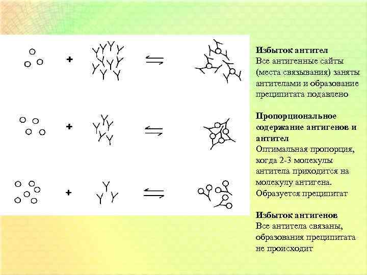  Избыток антител Все антигенные сайты (места связывания) заняты антителами и образование преципитата подавлено