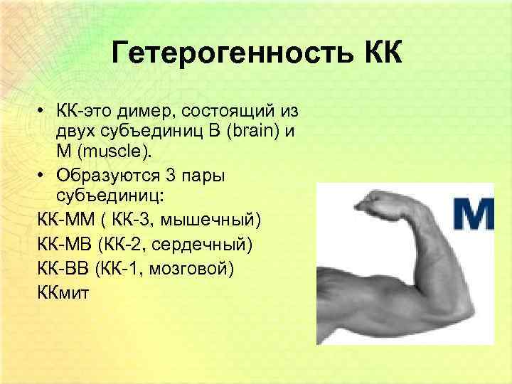 Гетерогенность КК • КК-это димер, состоящий из двух субъединиц В (brain) и М (muscle).