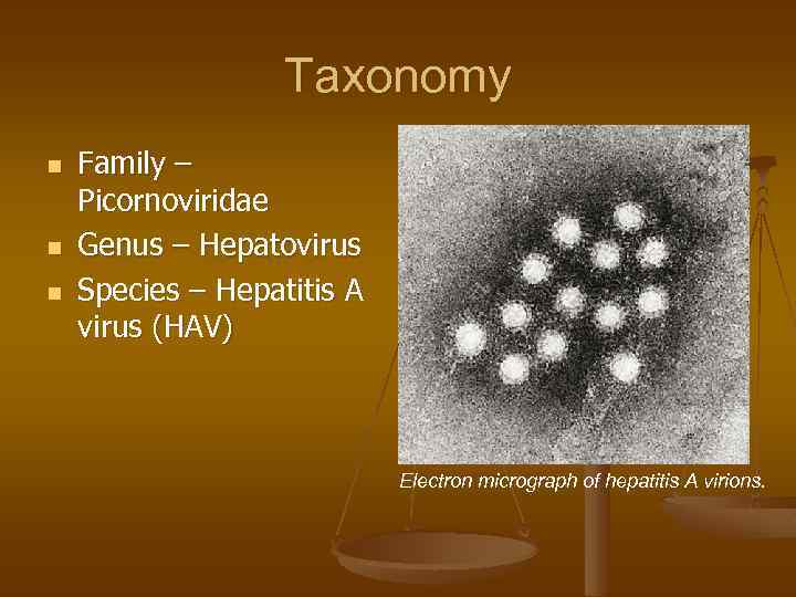 Taxonomy n n n Family – Picornoviridae Genus – Hepatovirus Species – Hepatitis A