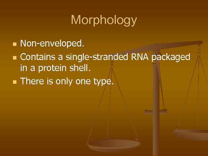 Morphology n n n Non-enveloped. Contains a single-stranded RNA packaged in a protein shell.