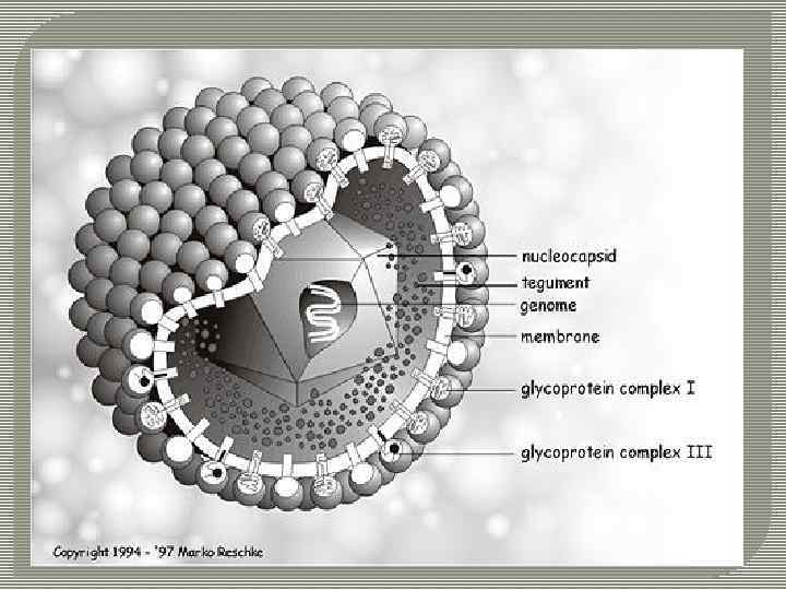 Цитомегаловирус герпес вируса. Цитомегаловирус строение вируса. Вирус цитомегалии строение. Строение сферического вируса. Сферические вирусы.