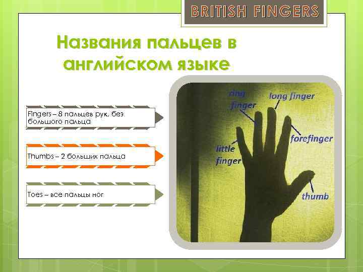 Как называются пальцы на руках у человека по порядку на русском языке фото с названиями