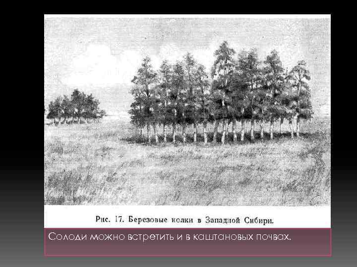 Солоди можно встретить и в каштановых почвах. 