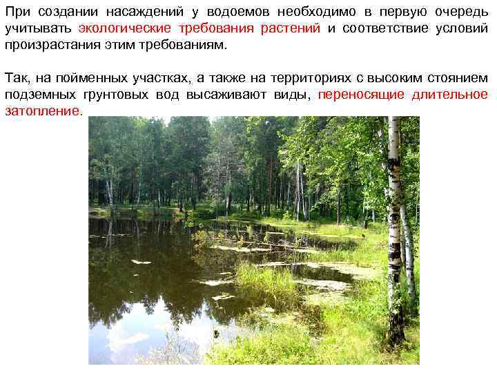 При создании насаждений у водоемов необходимо в первую очередь учитывать экологические требования растений и