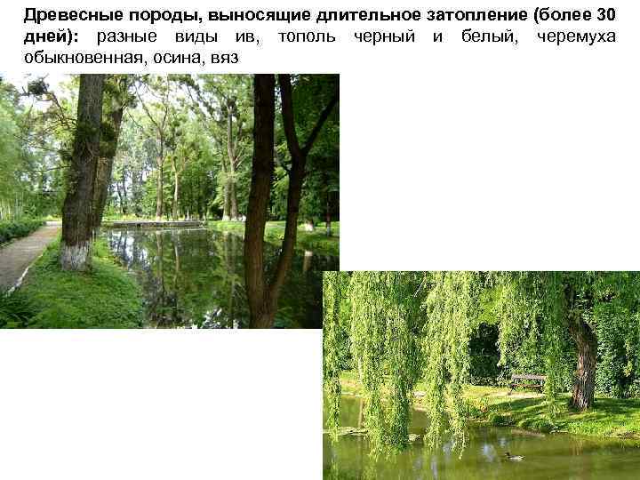 Древесные породы, выносящие длительное затопление (более 30 дней): разные виды ив, тополь черный и