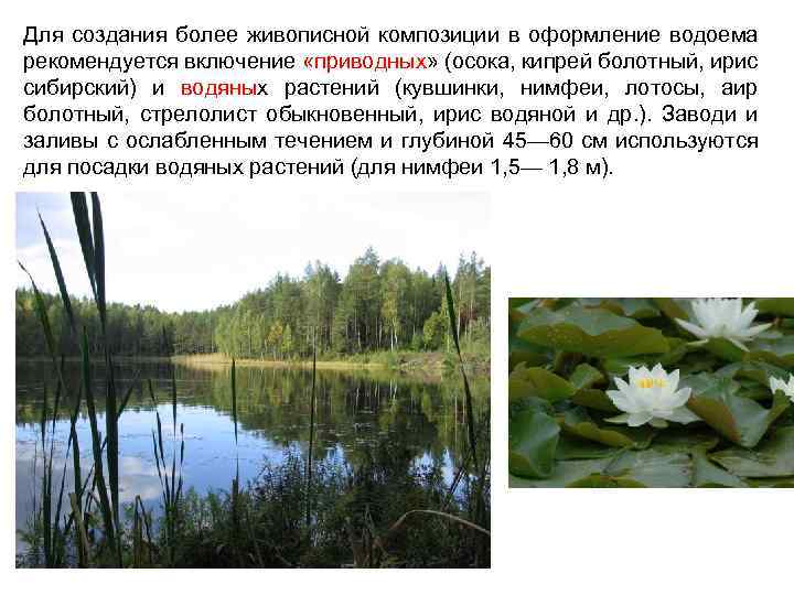 Для создания более живописной композиции в оформление водоема рекомендуется включение «приводных» (осока, кипрей болотный,