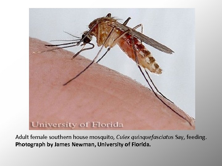 Adult female southern house mosquito, Culex quinquefasciatus Say, feeding. Photograph by James Newman, University