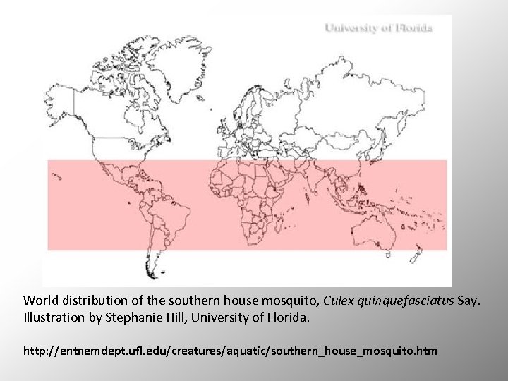 World distribution of the southern house mosquito, Culex quinquefasciatus Say. Illustration by Stephanie Hill,