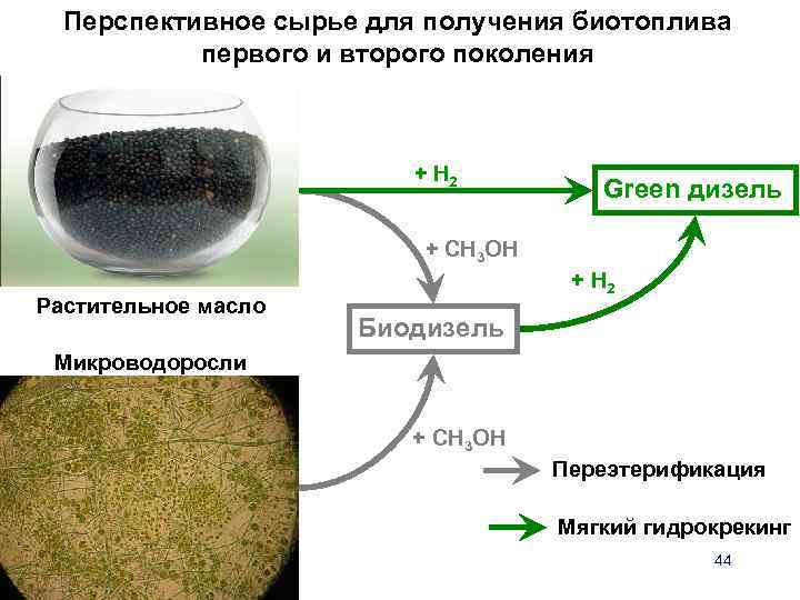 Перспективное сырье для получения биотоплива первого и второго поколения + H 2 Green дизель