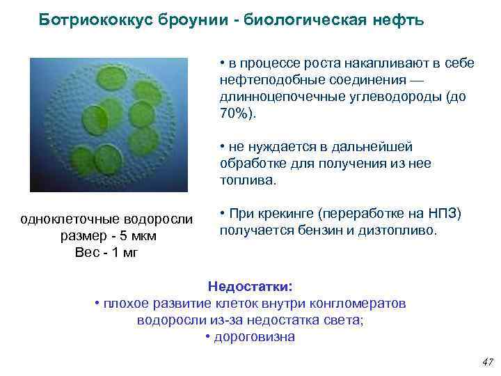 Ботриококкус броунии - биологическая нефть • в процессе роста накапливают в себе нефтеподобные соединения