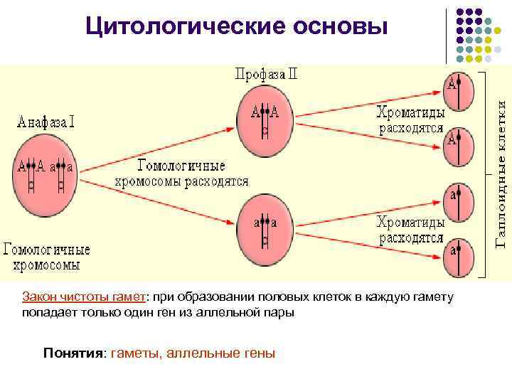 Цитологические основы Закон чистоты гамет: при образовании половых клеток в каждую гамету попадает только