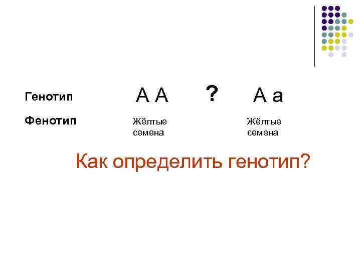 АА Генотип Фенотип Жёлтые семена ? Аа Жёлтые семена Как определить генотип? 
