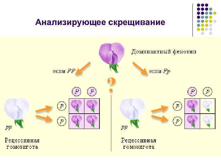 Анализирующее скрещивание 