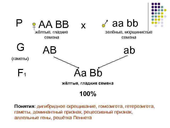 Р АА ВВ жёлтые, гладкие семена G х аа bb зелёные, морщинистые семена АВ