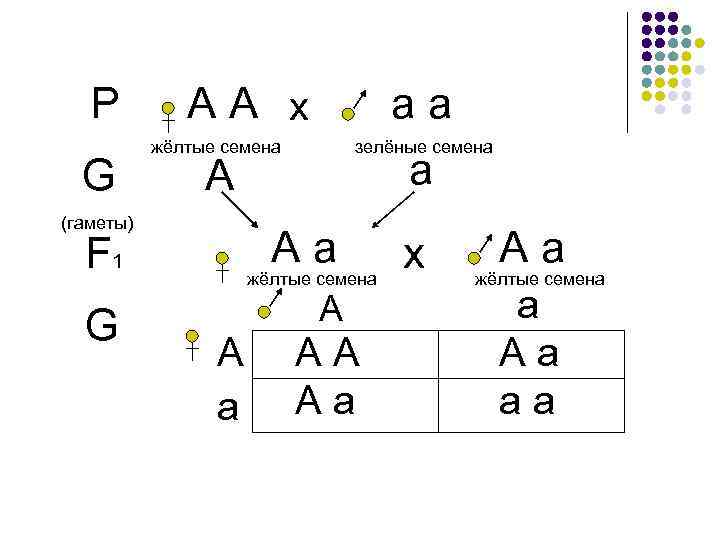Р G АА х жёлтые семена зелёные семена а А (гаметы) Аа F 1