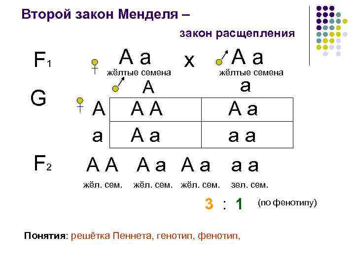 Второй закон Менделя – закон расщепления Аа F 1 G F 2 жёлтые семена