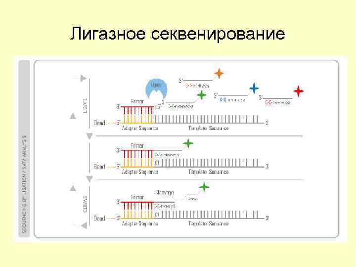 Лигазное секвенирование 