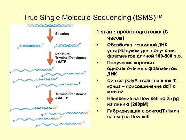 True Single Molecule Sequencing (t. SMS)™ 1 этап : пробоподготовка (5 часов) • •