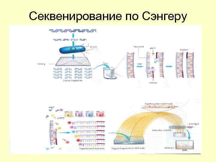 Секвенирования по сэнгеру. Секвенирование по Сэнгеру. Секвенирование по Сэнгеру кратко. Схема секвенирования по Сэнгеру. Севенирвоание Сенгера.