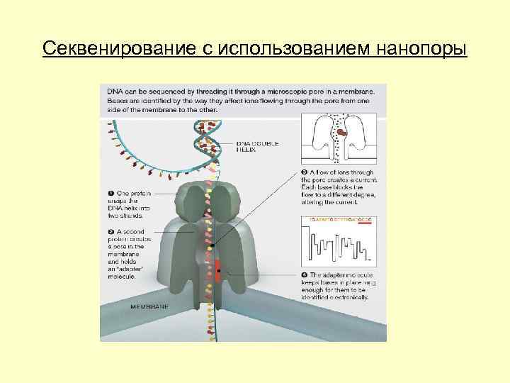 Секвенирование с использованием нанопоры 
