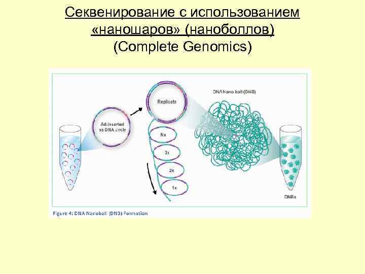 Секвенирование с использованием «наношаров» (наноболлов) (Complete Genomics) 