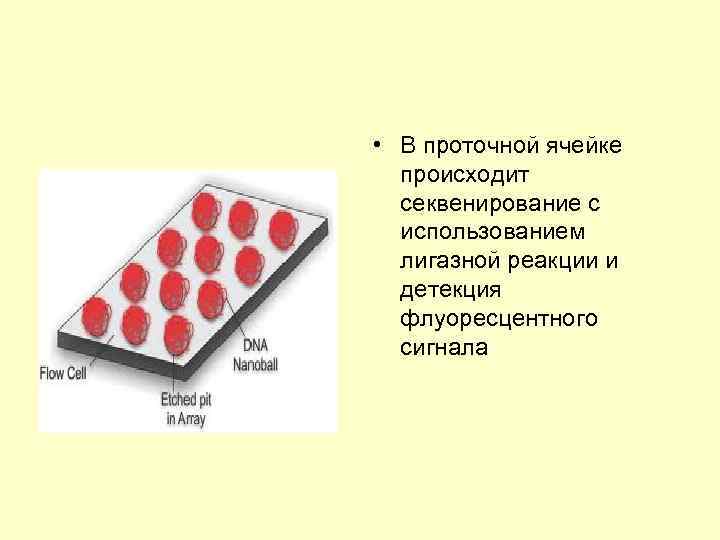  • В проточной ячейке происходит секвенирование с использованием лигазной реакции и детекция флуоресцентного