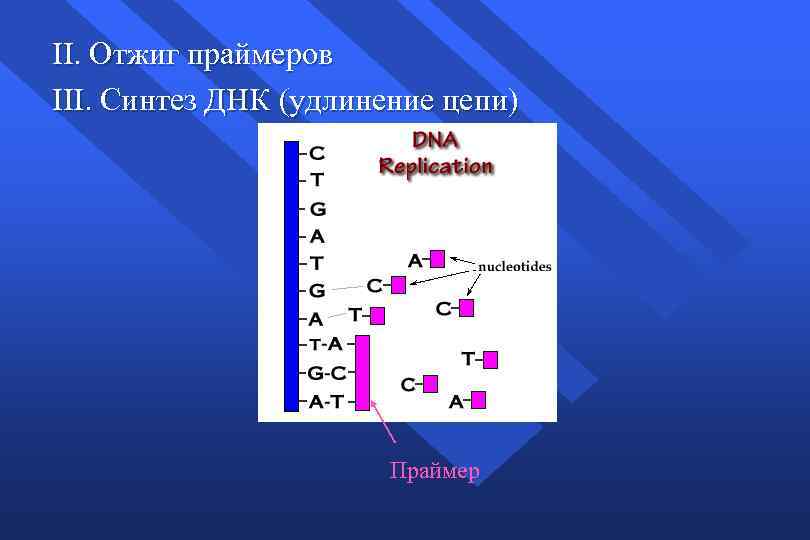 II. Отжиг праймеров III. Синтез ДНК (удлинение цепи) Праймер 