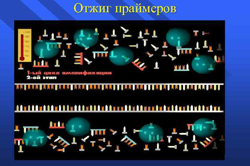 Отжиг праймеров 