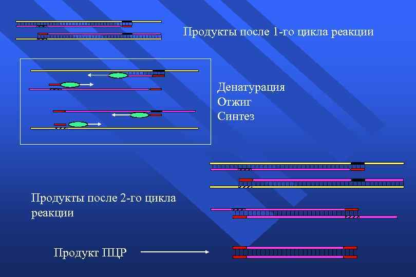 Продукты после 1 -го цикла реакции Денатурация Отжиг Синтез Продукты после 2 -го цикла