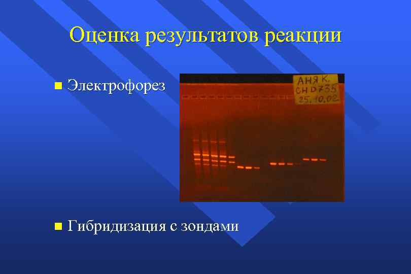 Оценка результатов реакции n Электрофорез n Гибридизация с зондами 