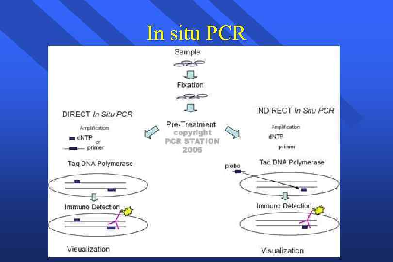 In situ PCR 