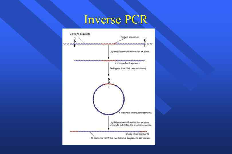 Inverse PCR 