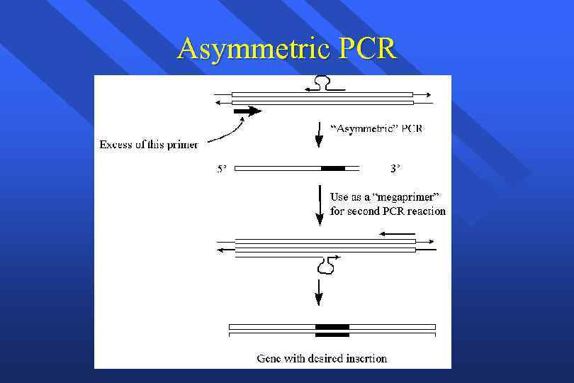 Asymmetric PCR 
