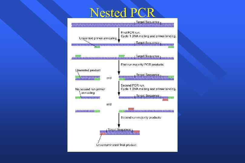 Nested PCR 