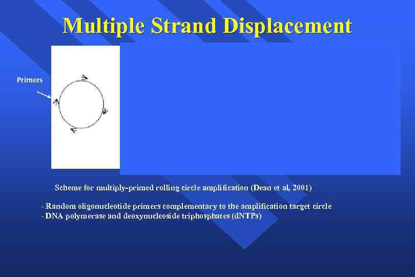 Multiple Strand Displacement Primers Scheme for multiply-primed rolling circle amplification (Dean et al, 2001)