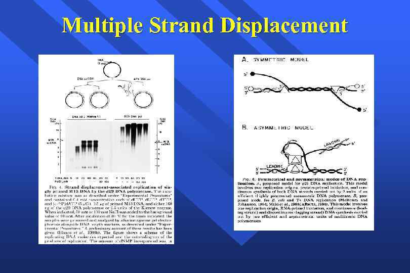 Multiple Strand Displacement 