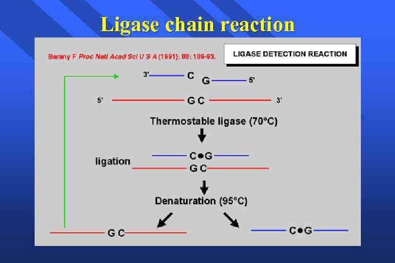 Ligase chain reaction 