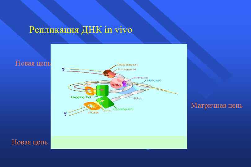 Репликация ДНК in vivo Новая цепь Матричная цепь Новая цепь 