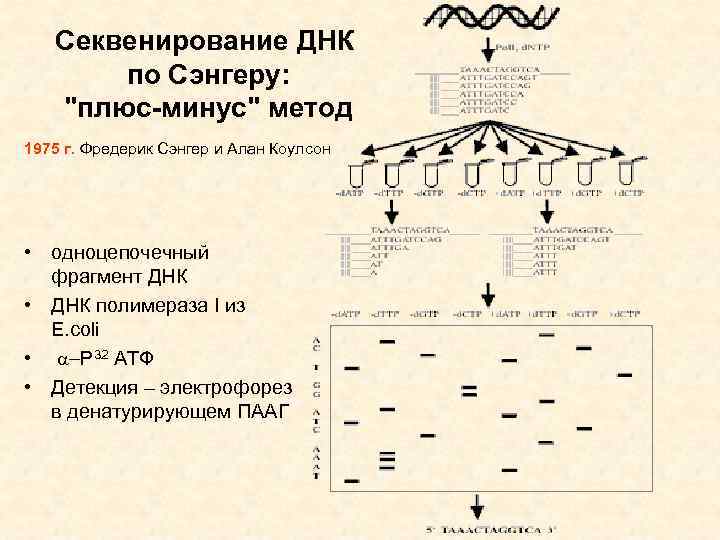 Секвенирование по сэнгеру схема