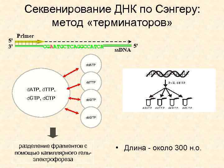 Секвенирование днк презентация