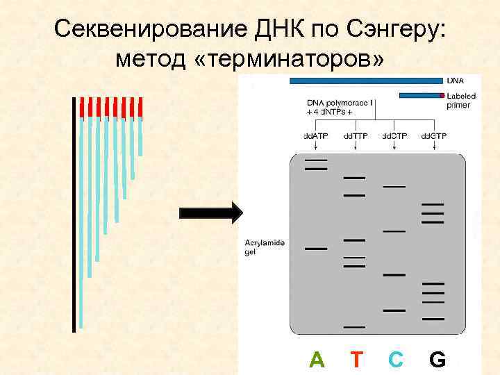 Секвенирование днк презентация